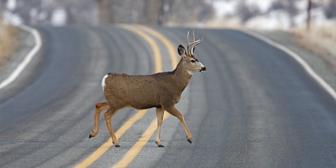 If you drive in remote areas where deer or other wildlife are prevalent, it's important to understand your surroundings and be prepared, day or night.