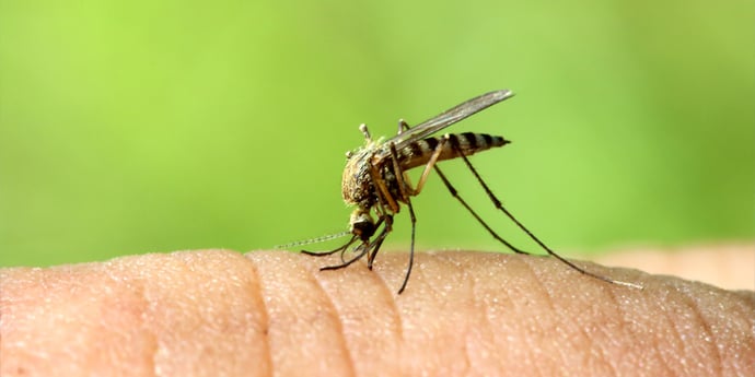 Zika is spread through the bites of mosquitoes carrying the virus. Those infected contract Zika fever, which is similar to a mild form of dengue fever.