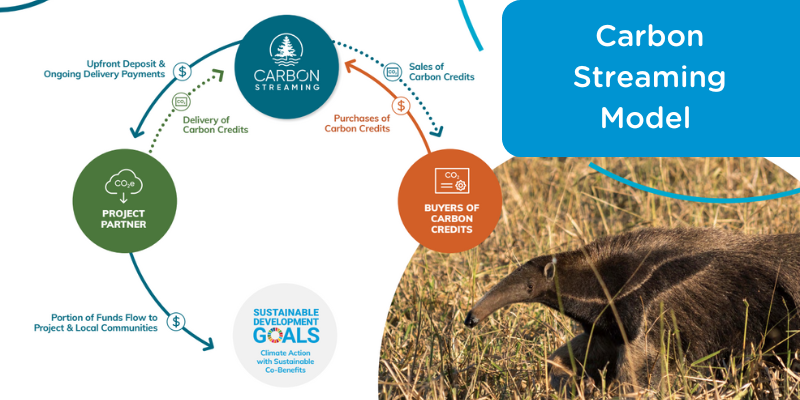 Carbon streaming model diagram showing the process of buying and selling carbon credits, with an anteater and SDG icons.