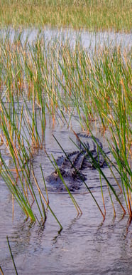 safety-wildlife-alligator-grass